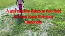 Wow! A girl catches a lot of fishes on rice field in Siem Reap Province - Hand Catching Fish