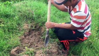 AMAZING Net Fishing  - Net Fishing using the Pit at Siem Reap - Cambodia Traditional Fishing #14