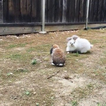 Lapin tout fou à côté de cette femelle
