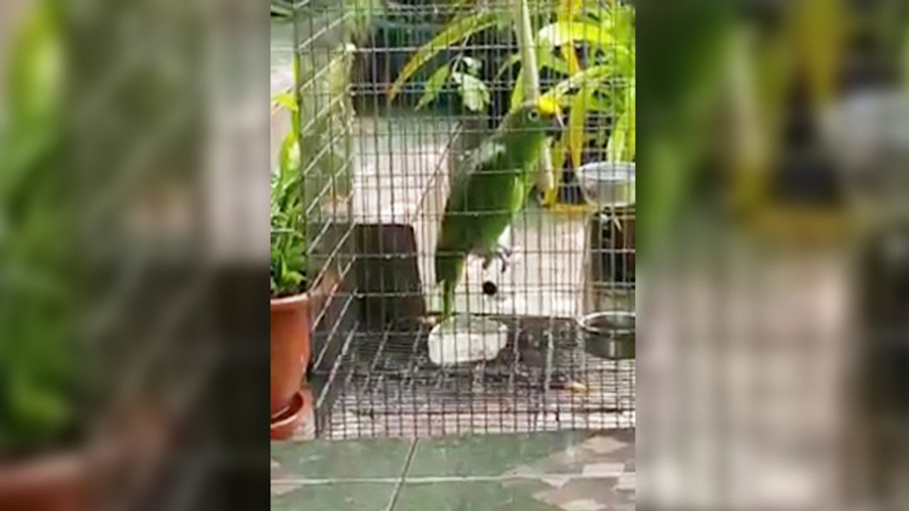 Un perroquet chante "Chandelier" de Sia