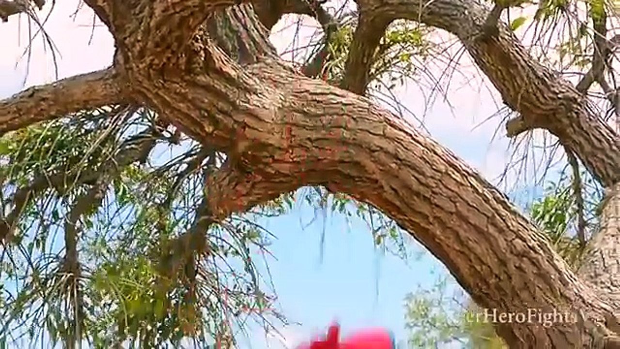 Superhero in Real Life Spiderman Vs Mily Amazing Dog Death Struggle On The Beach In Real Life Irl