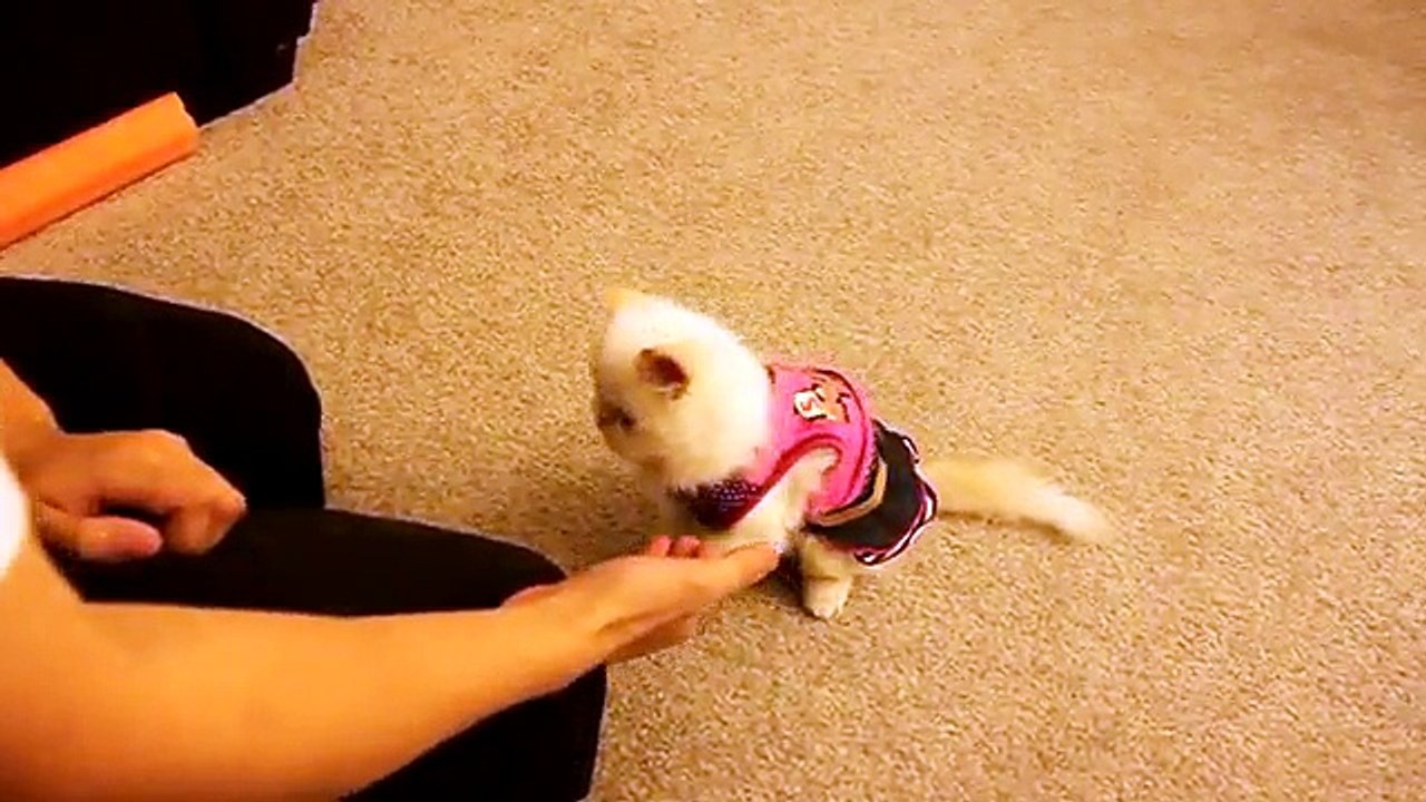 Kedi Nasıl Eğitilir? Dailymotion Video