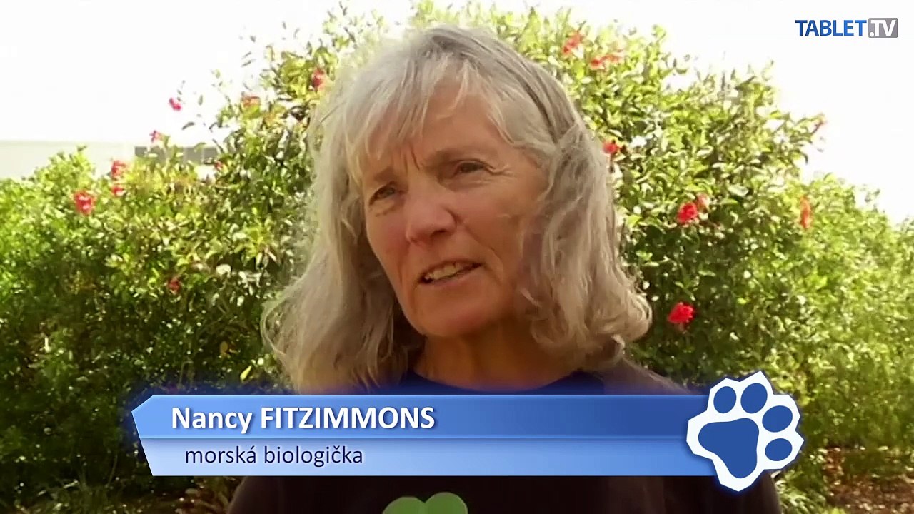 Dospelosti sa dožije iba jedna z tisíc korytnačiek