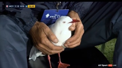 Sydney FC Keeper Danny Vukovic Helps Injured Seagull During FFA Cup Final
