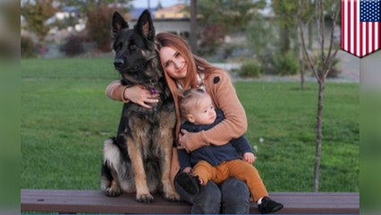 Dog missing for more than a year reunites with family for Thanksgiving