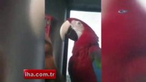 Allah Diyen Papağan Metrobüs Yolcularını Hayrete Düşürdü