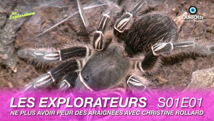 Les Explorateurs S01E01 : Comment ne plus avoir peur des araignées avec Christine Rollard