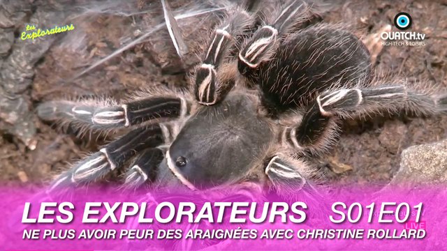Les Explorateurs S01E01 : Comment ne plus avoir peur des araignées avec Christine Rollard
