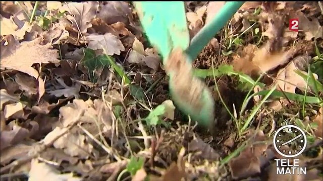 Noël : les truffes pourraient manquer les fêtes