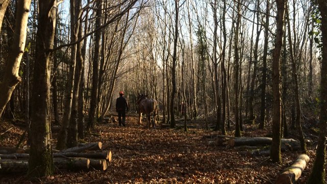 Débardage forêt Loguivy