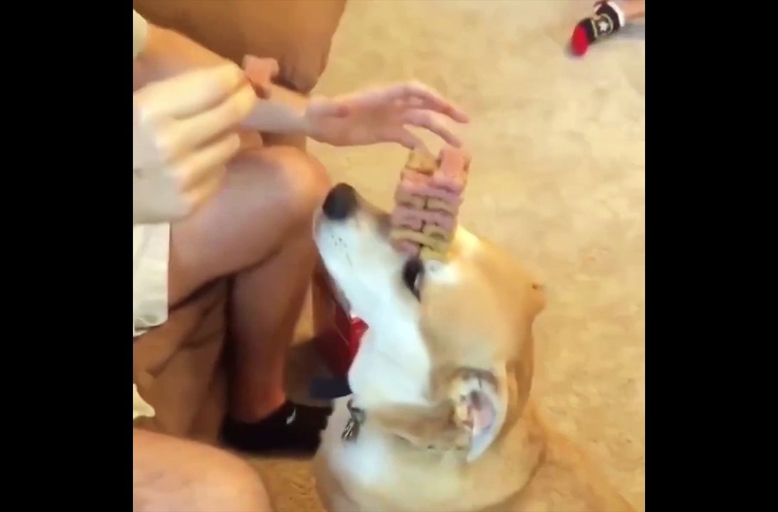 Le meilleur au mannequin challenge c'est simple, c'est ce chien !