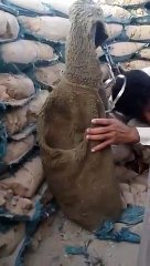 Un militaire trolle un sniper de Daesh