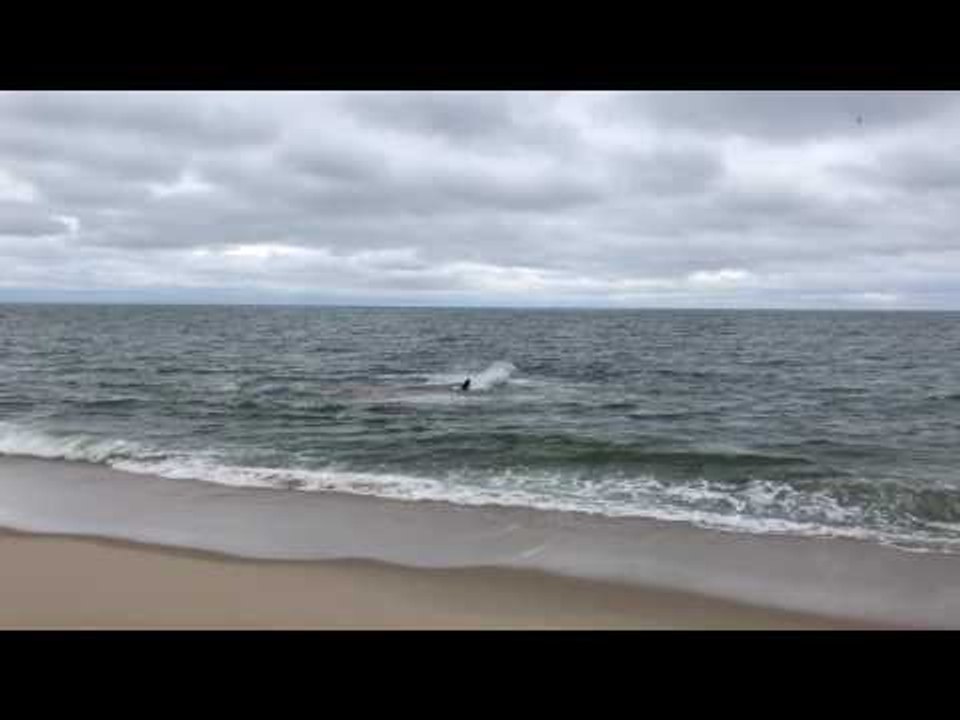 Shark Attacks Seal at Cape Cod Beach