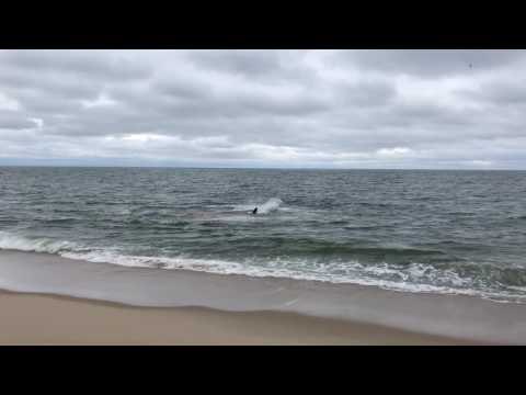 Shark Attacks Seal at Cape Cod Beach