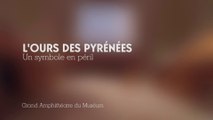 L'ours des Pyrénées : un symbole en péril (cycle Espèces d'Ours)