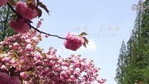 Chinese Dance Under the Cherry Blossom Tree -- 樱花·惊鸿舞