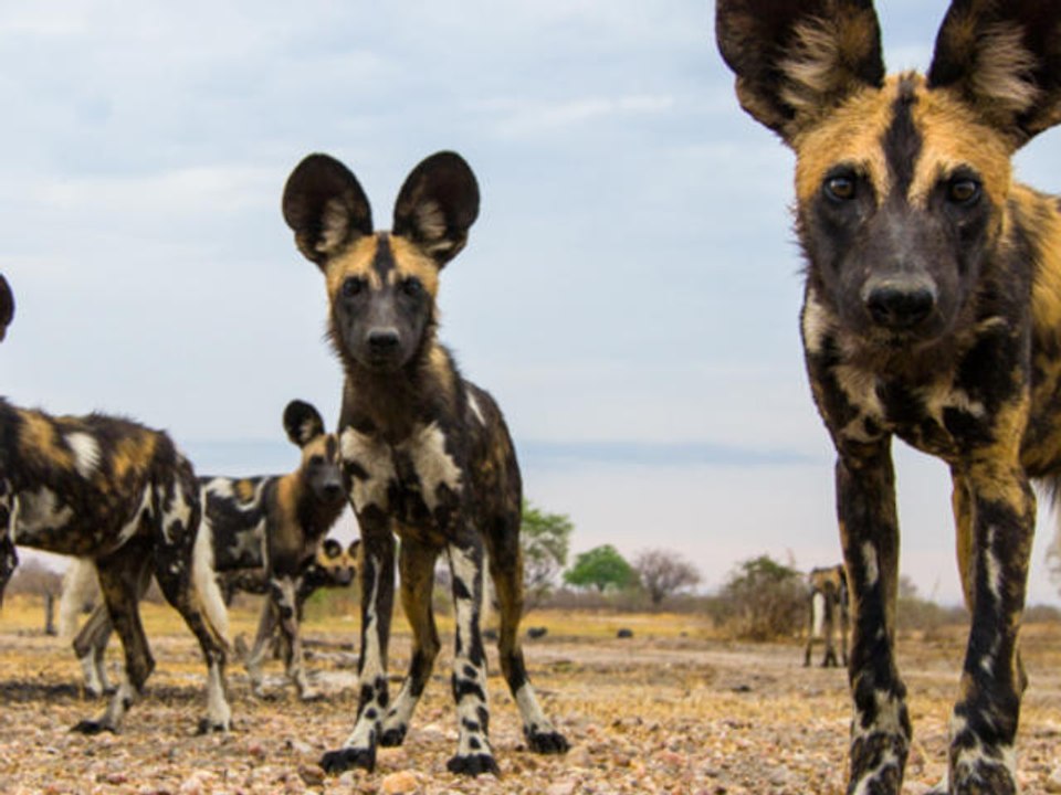 Wild Dogs and Hyenas - Terror Attack Eating Live Zebra, Buffalo - Animal World