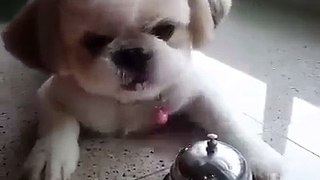amazing dog ring bell for eating