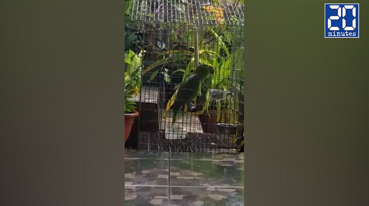 Un perroquet chante à la perfection "Chandelier" de Sia ! - Le rewind du mercredi 30 novembre 2016.