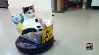 cat filling relaxed on a toy rider