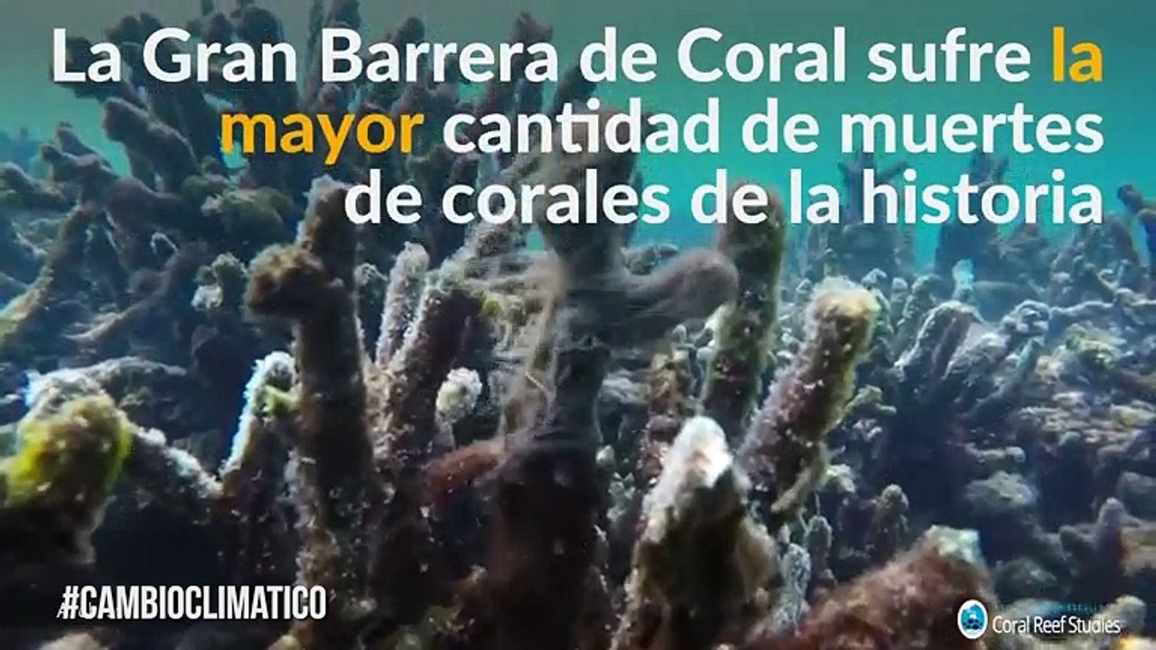 Daño irreparable: los efectos del calentamiento global en la Gran Barrera de Coral