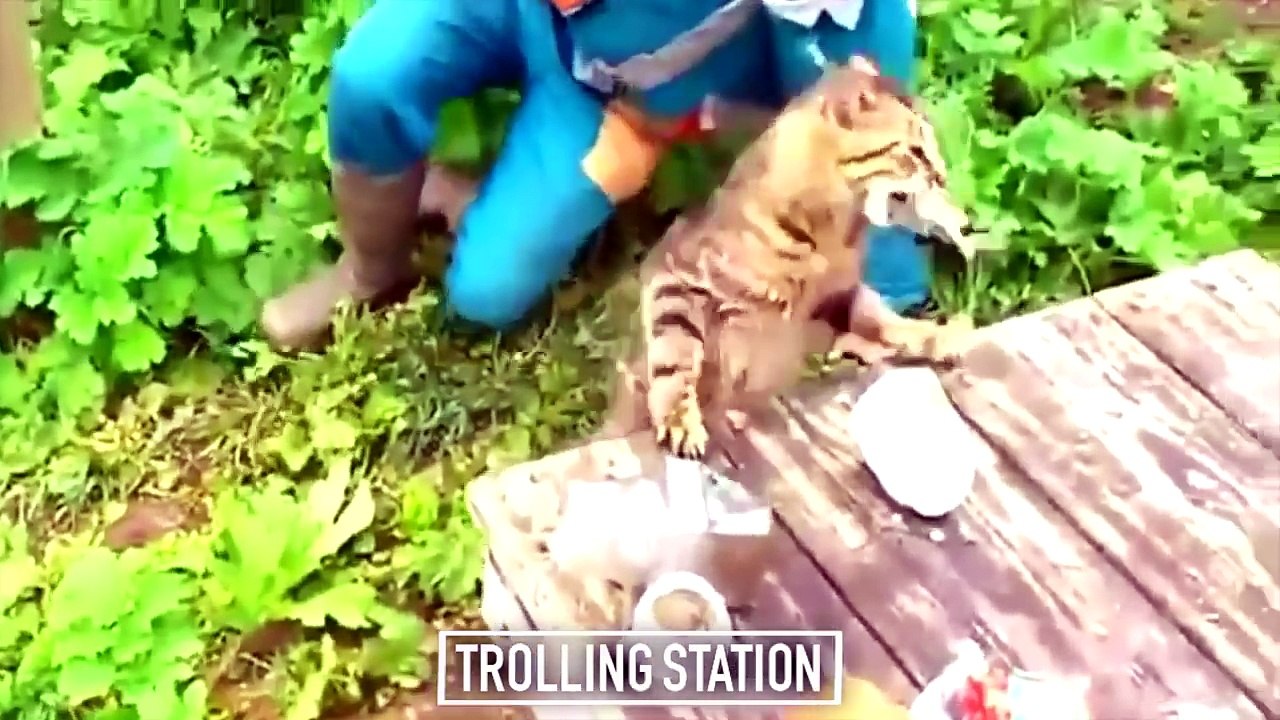 Funny Videos ★ Best Funny Fail Compilation ★ Funny Videos 2016