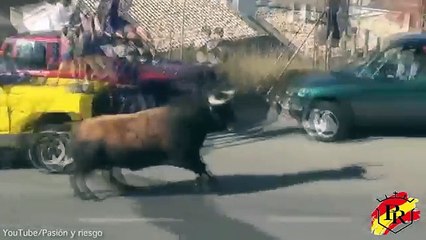Así un Toro enfurecido atacó una familia en su camioneta