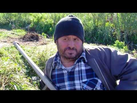 Lushnje, në pritje të vaksinës për dermatozën - Top Channel Albania - News - Lajme