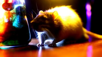 Burning Idol - Mining Melancholy - Kannon's Klaim Cover - Donkey Kong 2