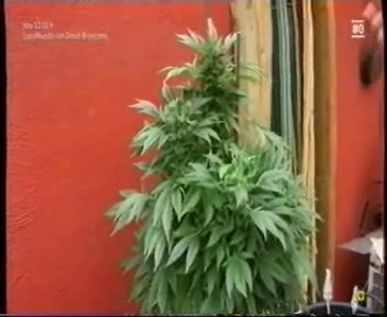 Cannabis terapeutico