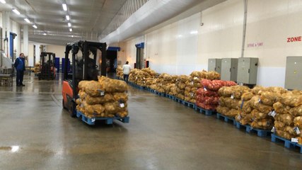 La saint-jacques, du débarquement à la vente