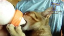 Komik Bebek Hayvanlar Sevimli Hayvan İçme Sütü Derleme