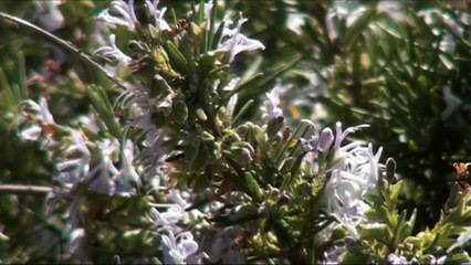 Très gros zoom sur des abeilles et un bourdon.
