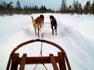 Un chien de traineau a une envie pressante