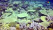 Major Bleaching of Great Barrier Reef