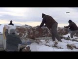 Kar altından tomruk çıkarıyorlar