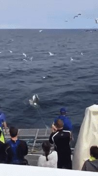 Breaching Shark Grabs Bait