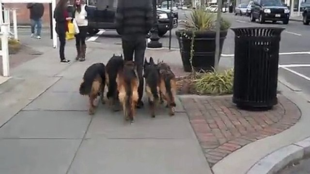 Cet homme à l'air de balader ses chiens, mais regardez la façon dont il le fait