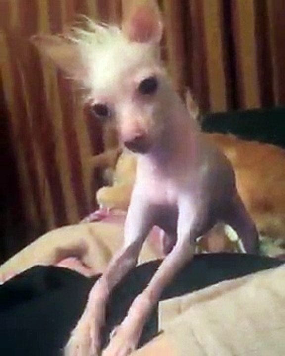 Olha pra CACHORRO