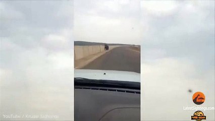 Afrique du Sud : Un hippopotame charge une voiture