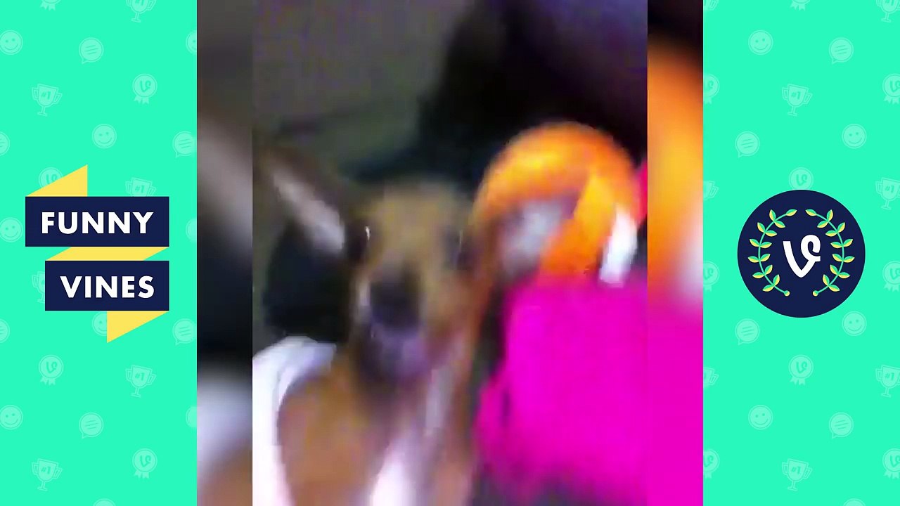 NEW *Try Not To Laugh Challenge* | Funny Animals Vines Compilation
