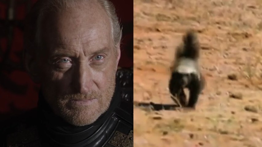 Charles Dance S Honey Badger Impression Is All You Need Video Dailymotion - honey badger chasing me on roblox video dailymotion