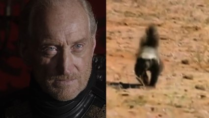Charles Dance's 'honey badger' impression is all you need