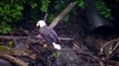 American Bald Eagle Eagles Resting watch in HD Full Screen