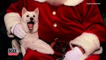 Dog Obsessed With Santa Claus Can't Stop Smiling When Meeting Her Idol at Mall