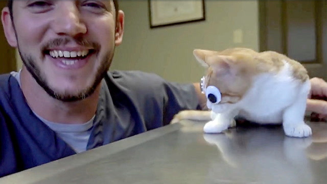 Vet Ranch Gives Blind Kitten A Fresh Start