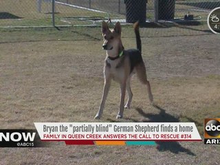 Last dog over holiday weekend deal at AZ Humane Society adopted