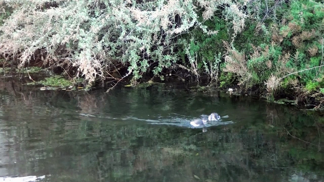 Deux magnifiques grèbes jougris à Fos sur mer