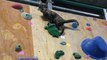 Cat Laughs in the Face of Climbing Wall Challenge