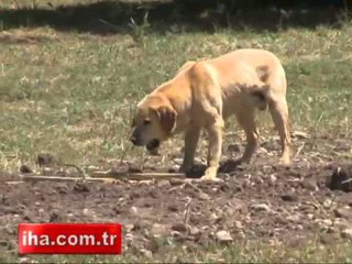 Kahraman köpekler böyle eğitiliyor